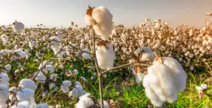 Organic cotton promotional clothing