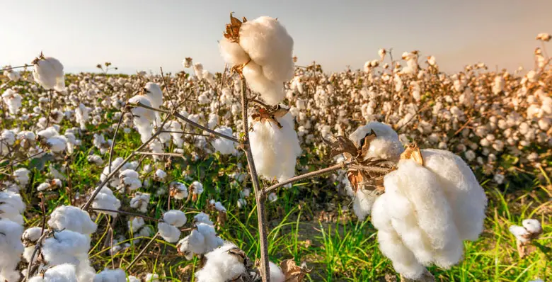 Organic cotton promotional clothing