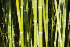 bamboo promotional items